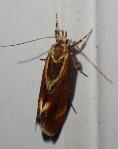 Metalampra sp.